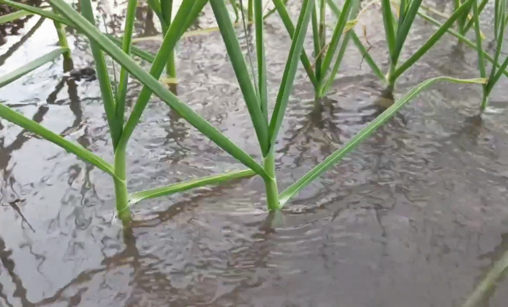 water in garlic farm