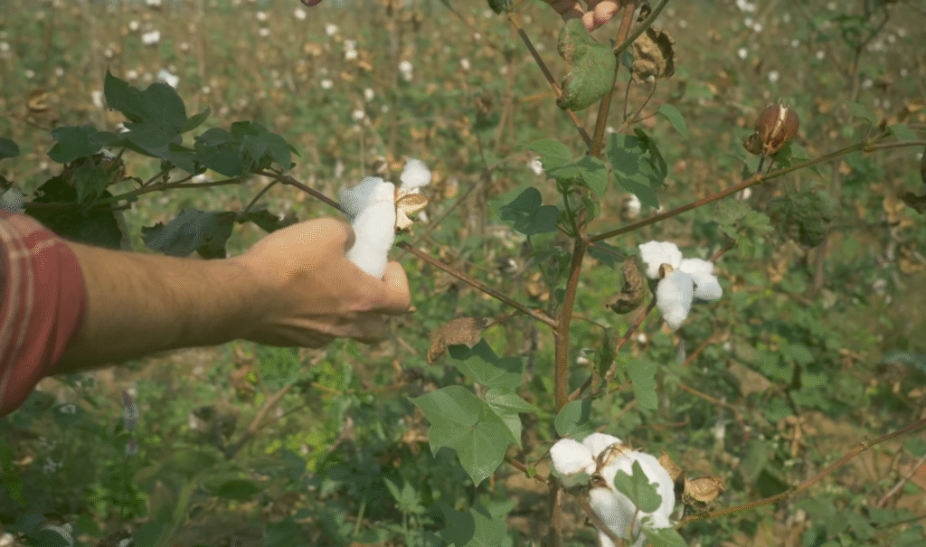 cotton crop