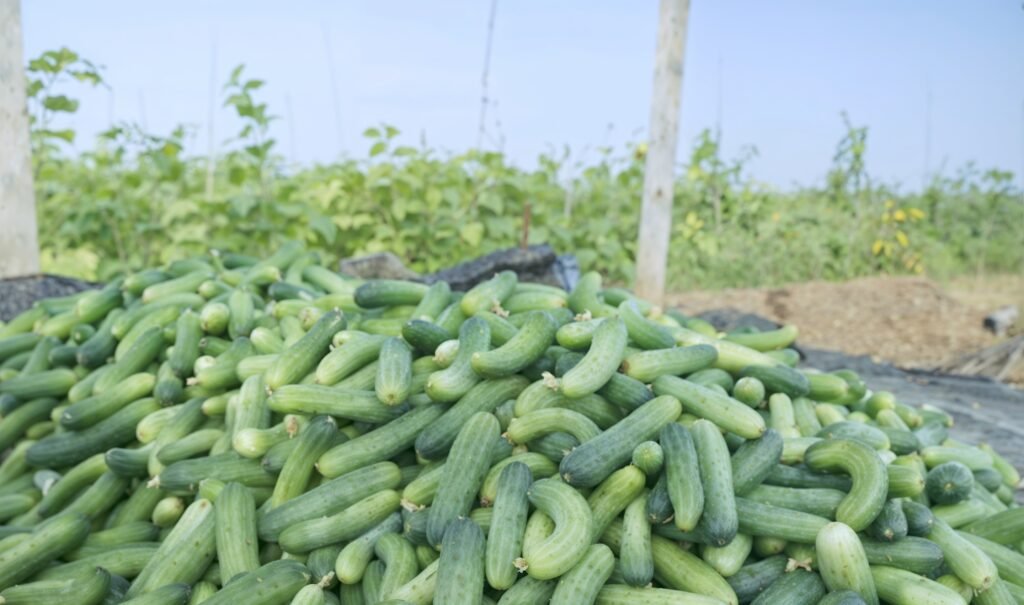 cucumber