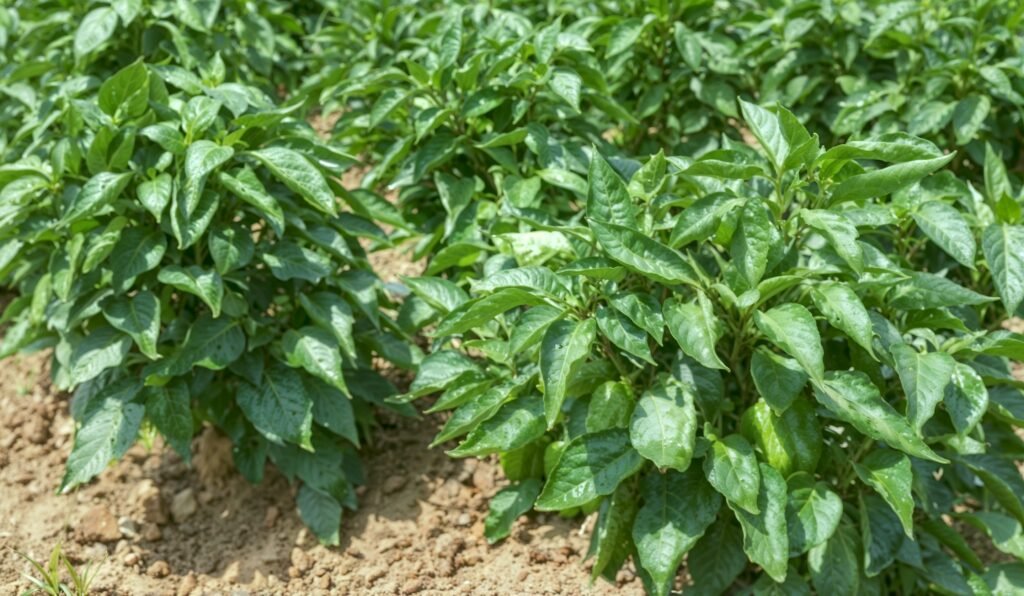 capsicum plants