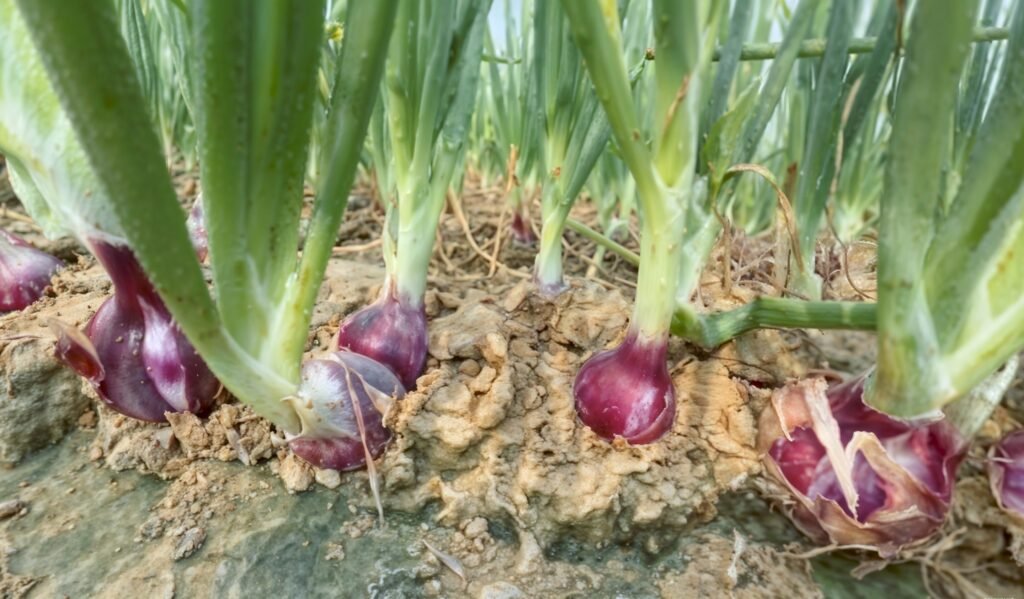 onion