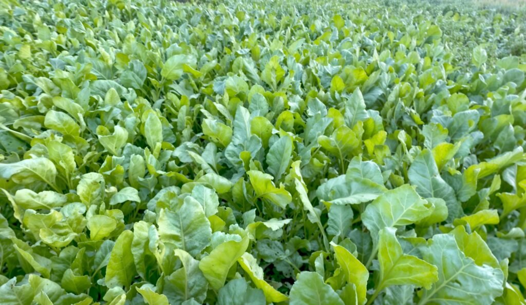spinach