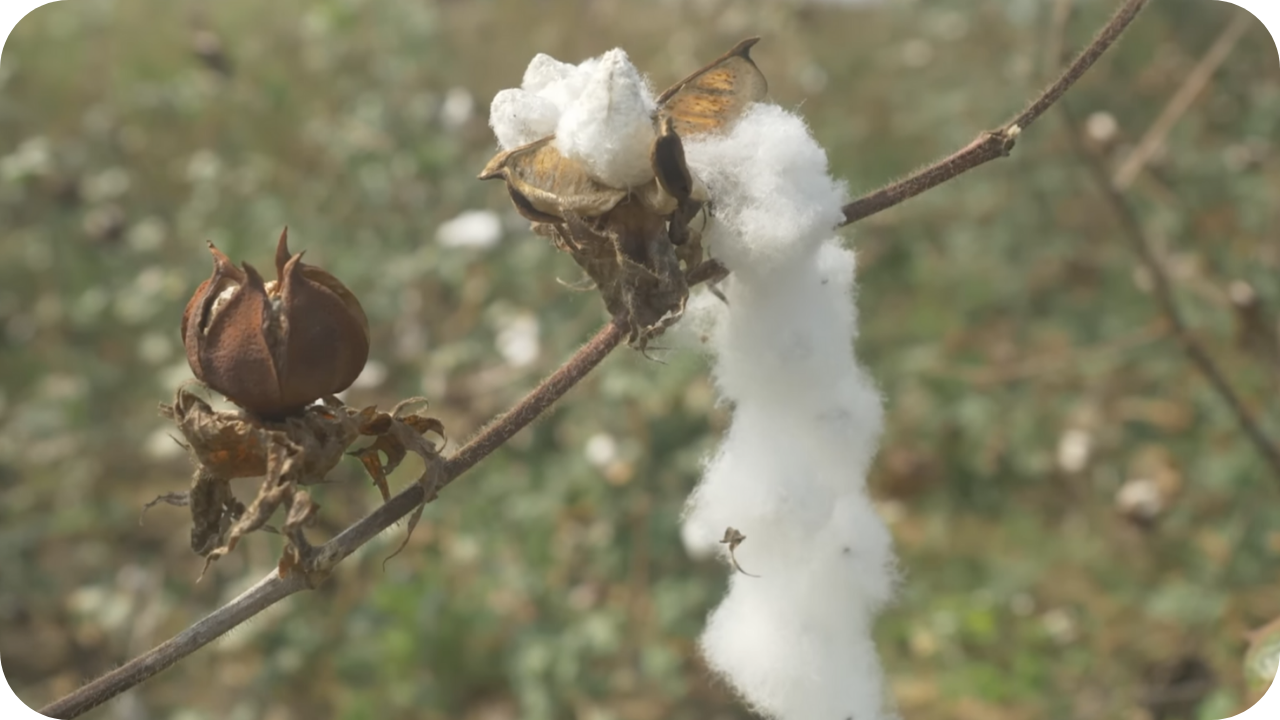 cotton crop