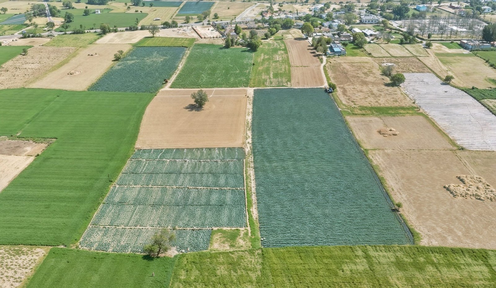 farming field