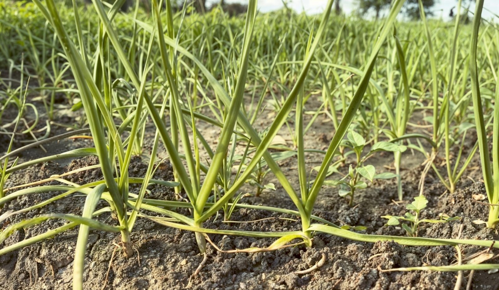 garlic plants